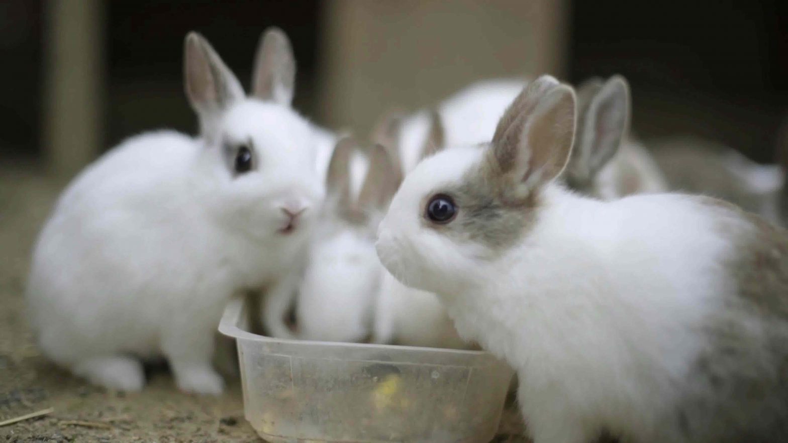 How to prevent E. coli in rabbits – PETSTOY.ORG