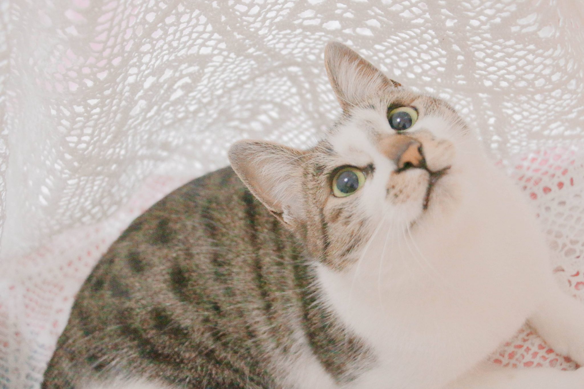 How to distinguish the male from the female Ragdoll cat?