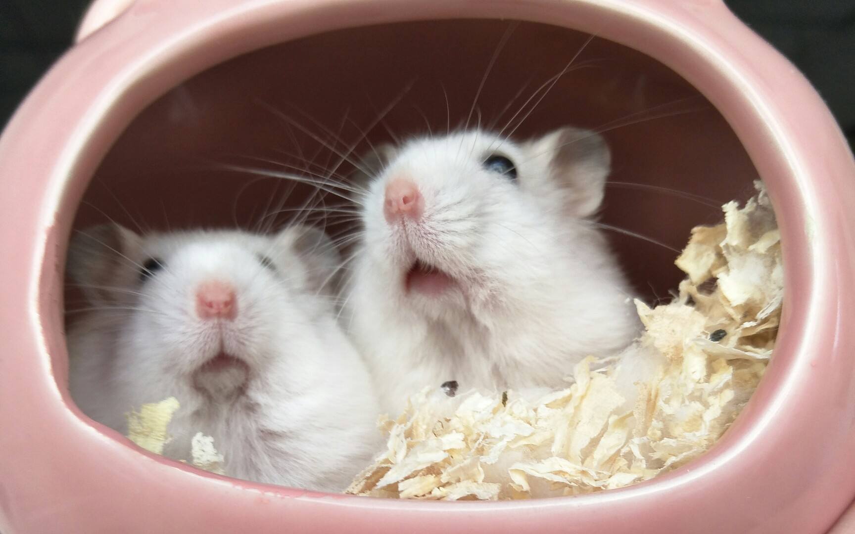 Curated visual reference: Common Diseases And Treatment Of Hamsters Photo Inspiration